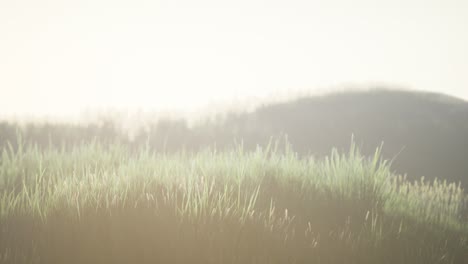 Green-field-with-tall-grass-in-the-early-morning-with-fog